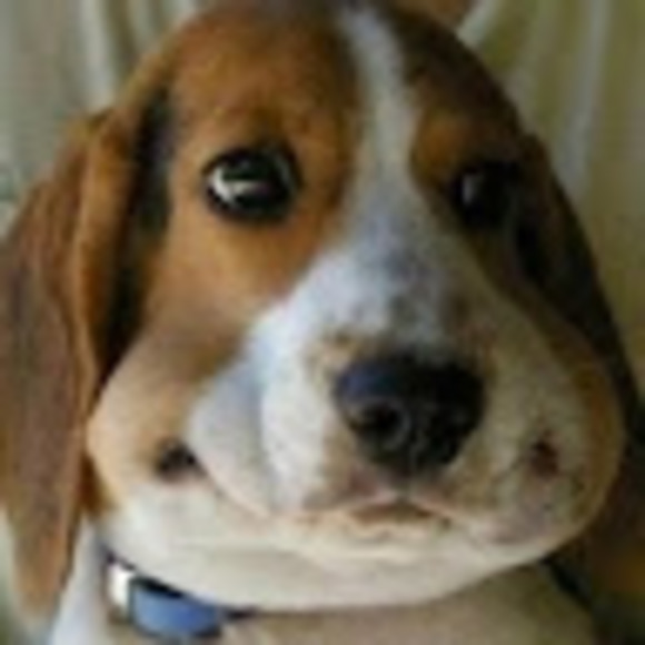 Meet your Posher, Teckelmn - Picture 1 of 1